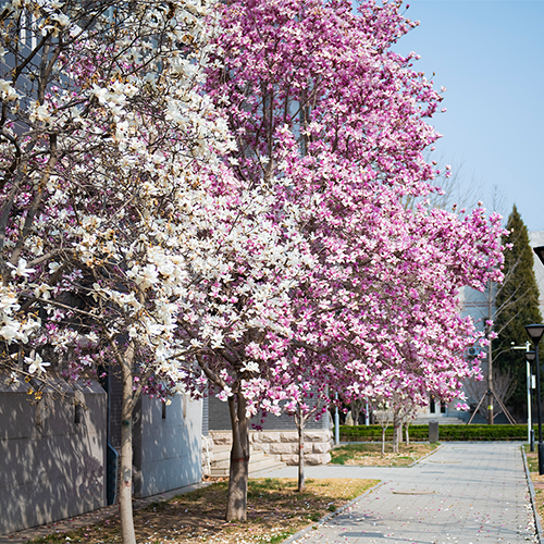 北京石油化工学院-流金岁月