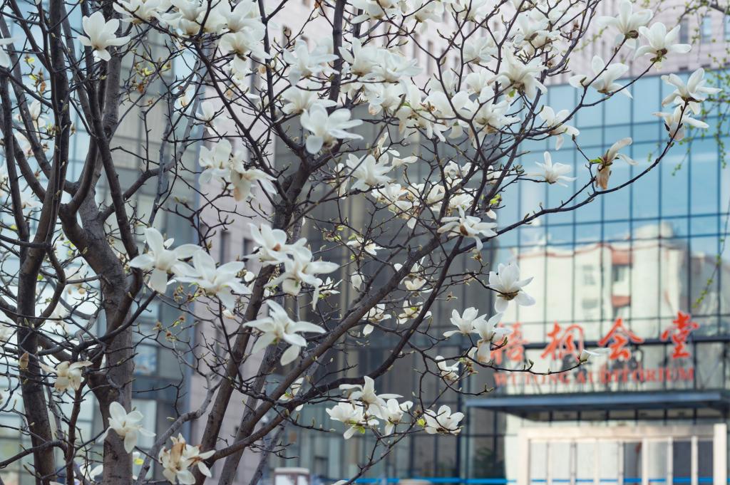 北京语言大学 - 院校概况