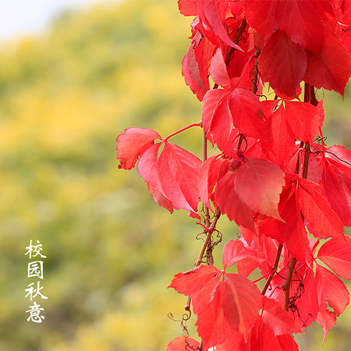 大學简介