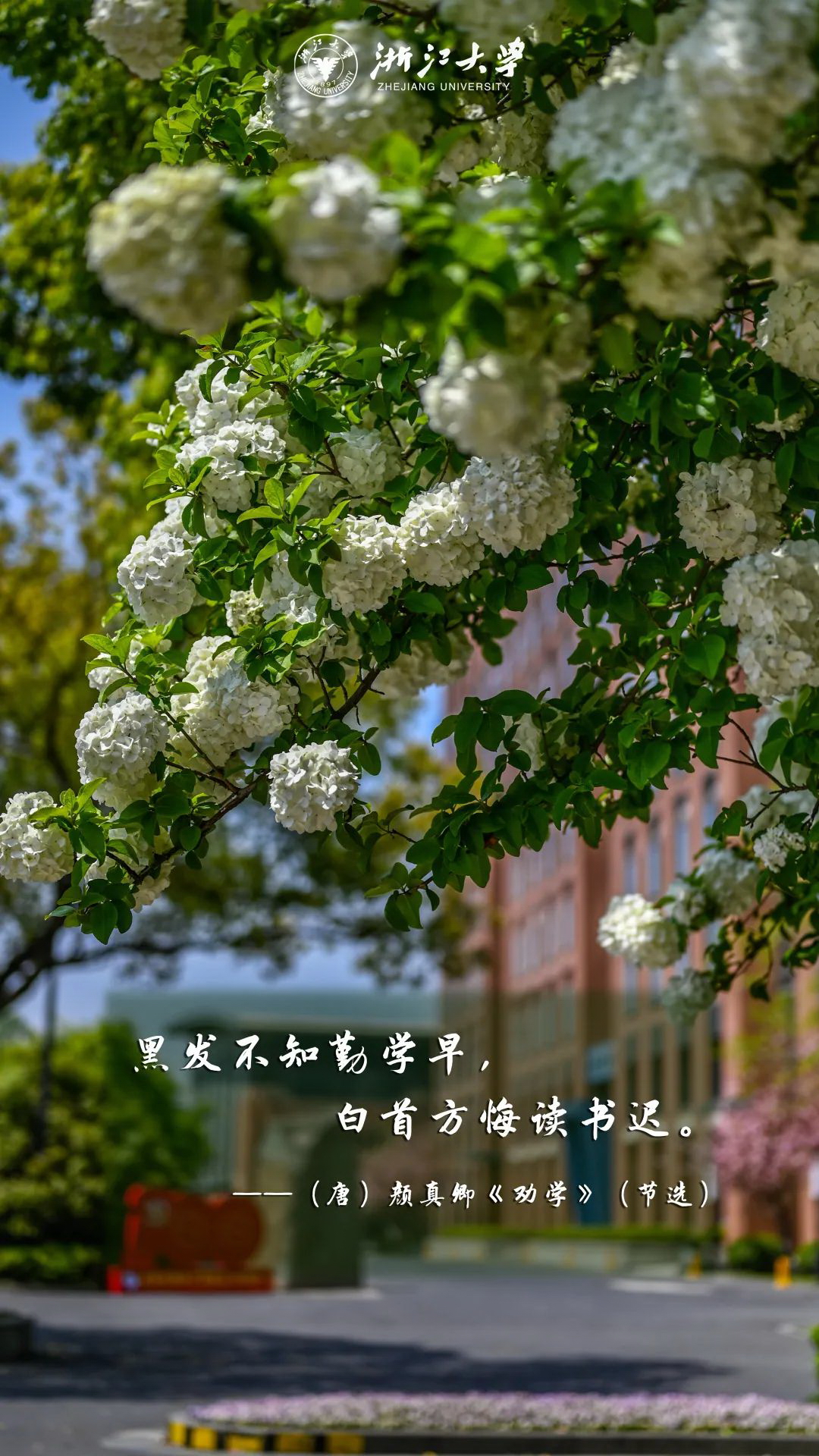 浙江大学 早安青春