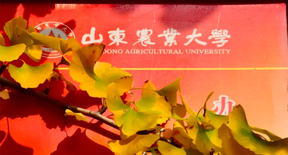 山东农业大学：校名题写 / 校徽设计