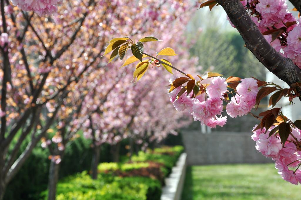 鲁东大学-校园风景