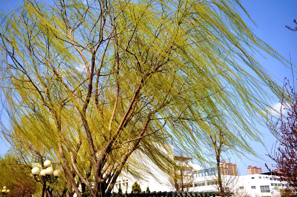 潍坊科技学院 早安青春