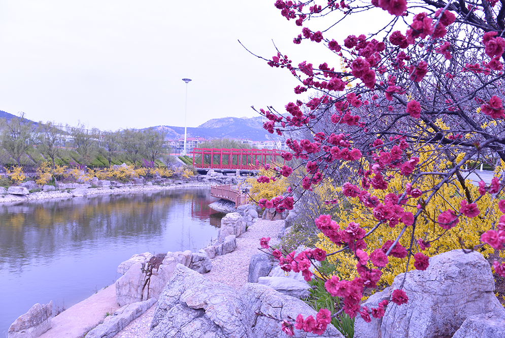 青岛黄海学院 早安青春