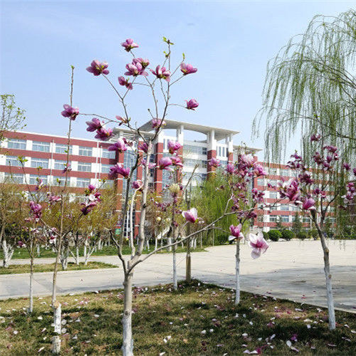 最美大學