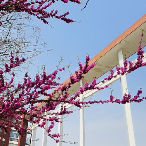 我的大學