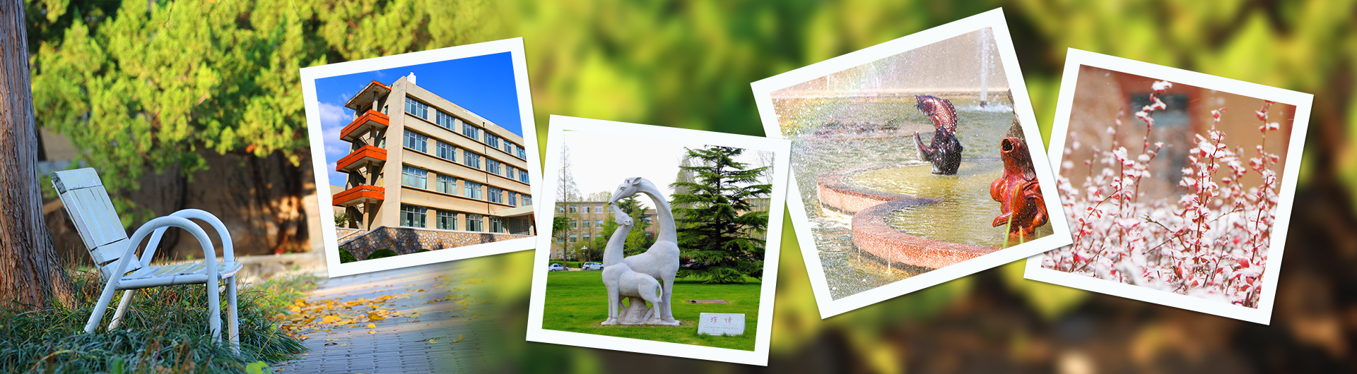 青岛农业大学海都学院-校园风景