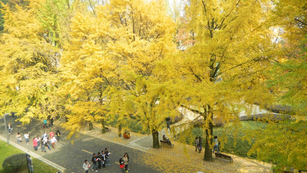 四川农业大学 早安青春