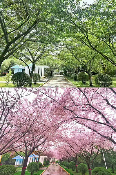 岁月流金 · 青春不散场